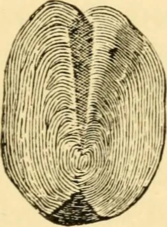 An illustration from Evenings at the microscope : or, Researches among the minuter organs and forms of animal life, 1884, leaf 36
