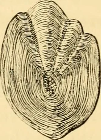 An illustration from Evenings at the microscope : or, Researches among the minuter organs and forms of animal life, 1884, leaf 36