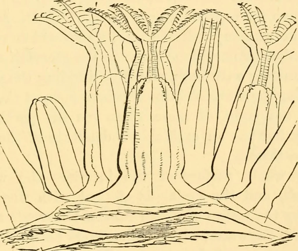 An illustration from Evenings at the microscope : or, Researches among the minuter organs and forms of animal life, 1884, leaf 364