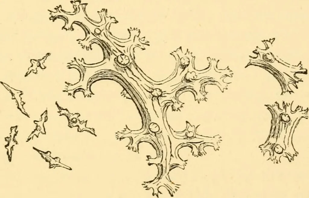 An illustration from Evenings at the microscope : or, Researches among the minuter organs and forms of animal life, 1884, leaf 366