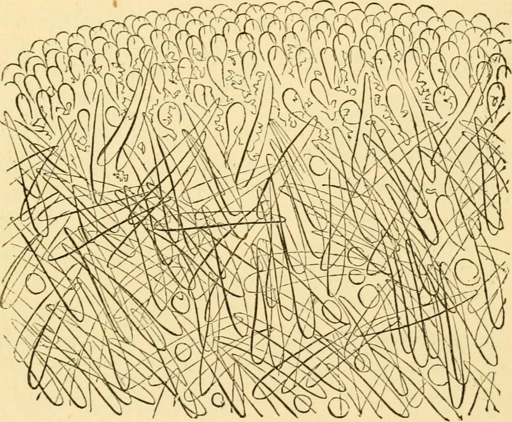 An illustration from Evenings at the microscope : or, Researches among the minuter organs and forms of animal life, 1884, leaf 370
