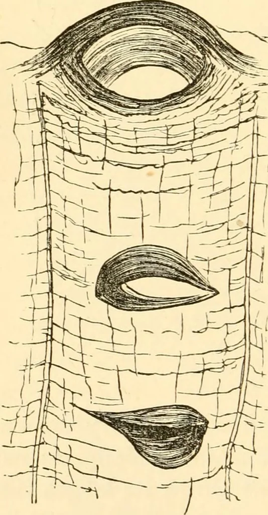 An illustration from Evenings at the microscope : or, Researches among the minuter organs and forms of animal life, 1884, leaf 371