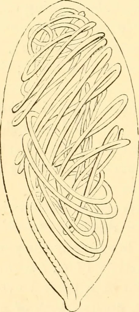 An illustration from Evenings at the microscope : or, Researches among the minuter organs and forms of animal life, 1884, leaf 383