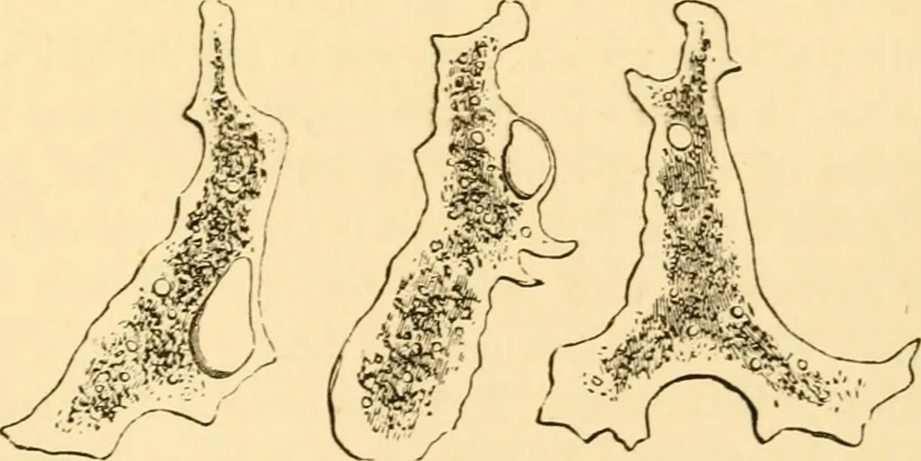 An illustration from Evenings at the microscope : or, Researches among the minuter organs and forms of animal life, 1884, leaf 392