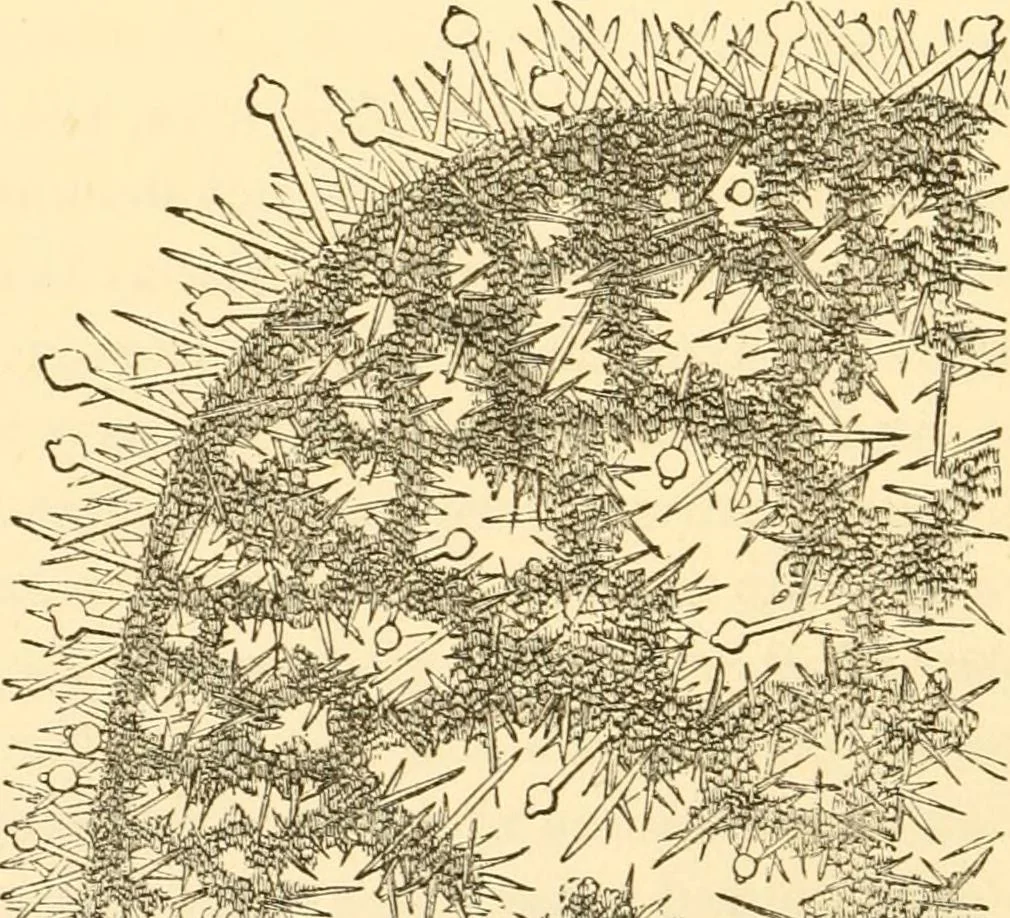 An illustration from Evenings at the microscope : or, Researches among the minuter organs and forms of animal life, 1884, leaf 399