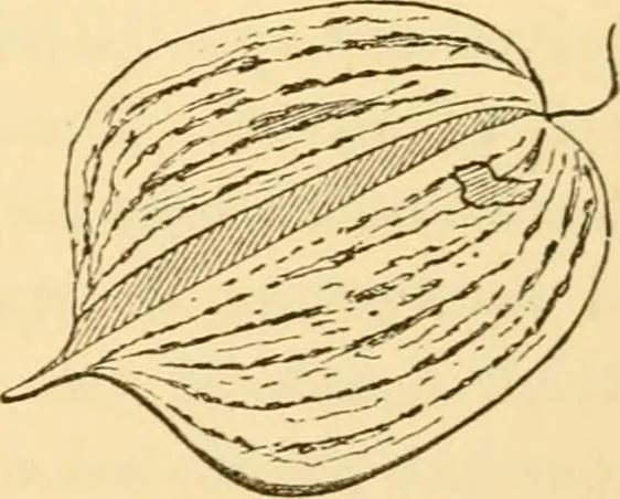 An illustration from Evenings at the microscope : or, Researches among the minuter organs and forms of animal life, 1884, leaf 404