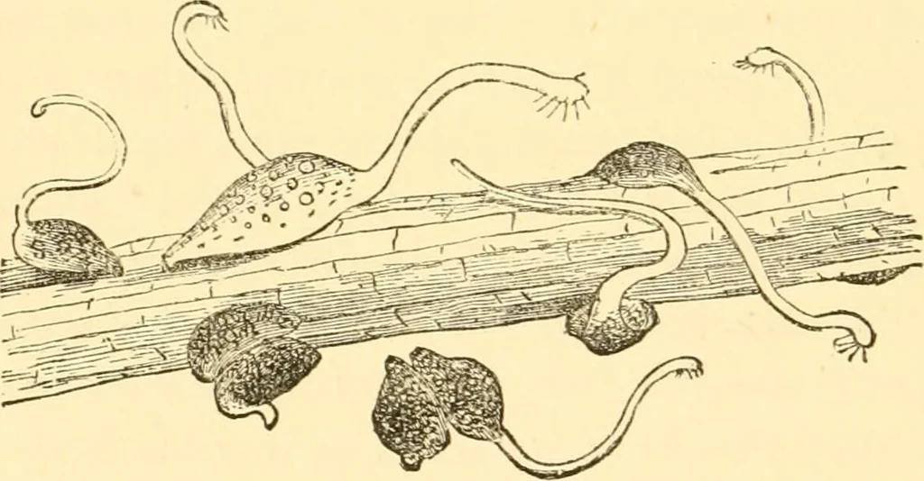 An illustration from Evenings at the microscope : or, Researches among the minuter organs and forms of animal life, 1884, leaf 407