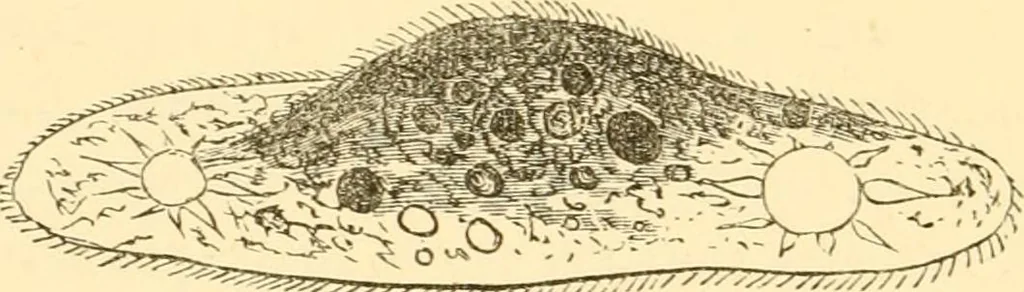 An illustration from Evenings at the microscope : or, Researches among the minuter organs and forms of animal life, 1884, leaf 411