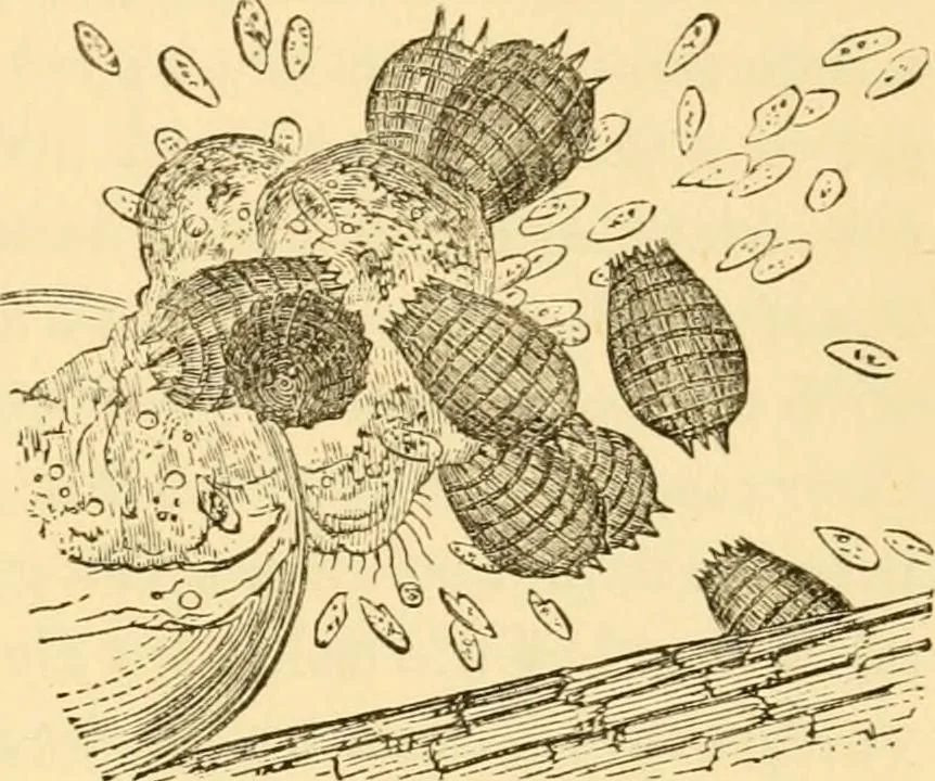An illustration from Evenings at the microscope : or, Researches among the minuter organs and forms of animal life, 1884, leaf 412