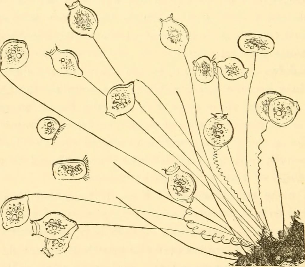 An illustration from Evenings at the microscope : or, Researches among the minuter organs and forms of animal life, 1884, leaf 415