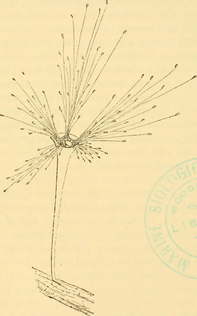 An illustration from Evenings at the microscope : or, Researches among the minuter organs and forms of animal life, 1884, leaf 420