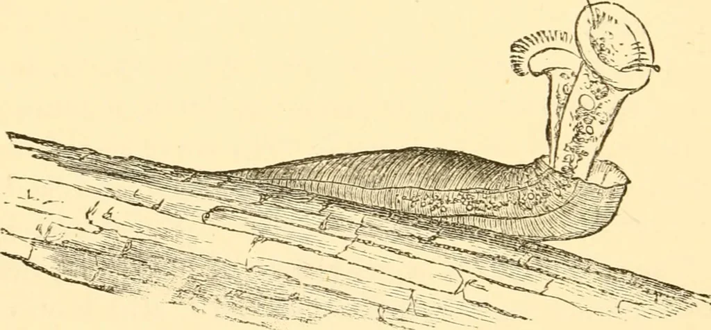 An illustration from Evenings at the microscope : or, Researches among the minuter organs and forms of animal life, 1884, leaf 423