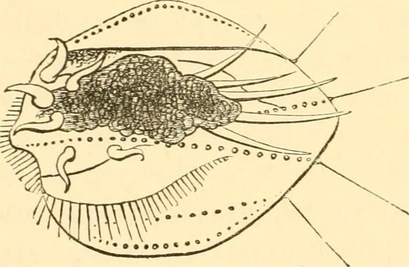 An illustration from Evenings at the microscope : or, Researches among the minuter organs and forms of animal life, 1884, leaf 429