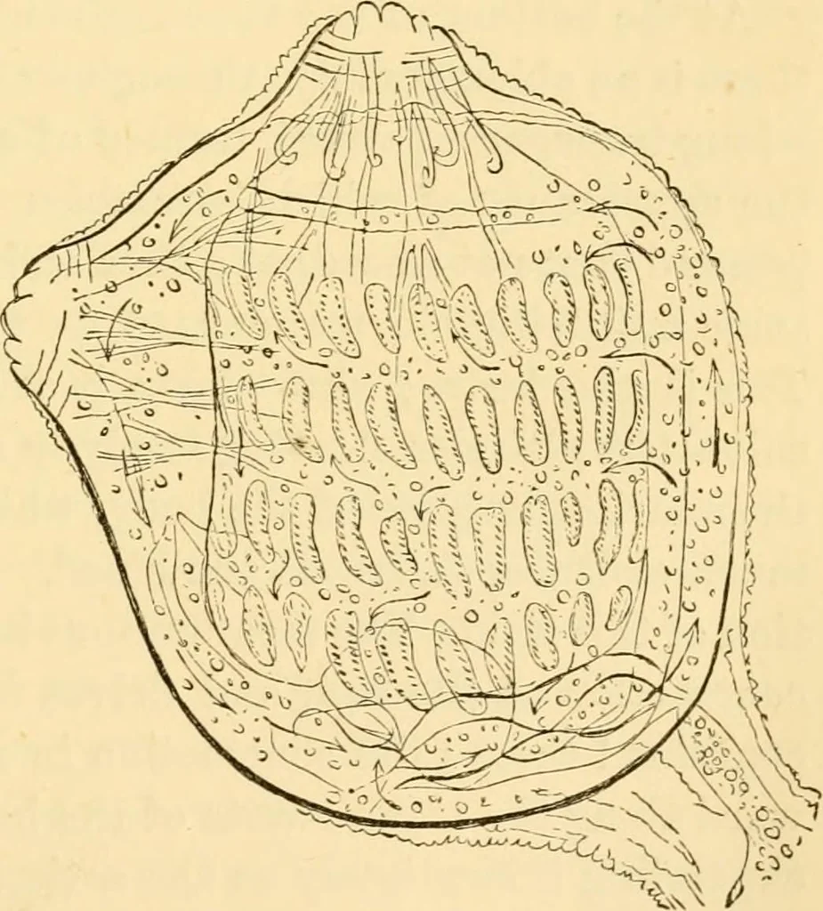 An illustration from Evenings at the microscope : or, Researches among the minuter organs and forms of animal life, 1884, leaf 46