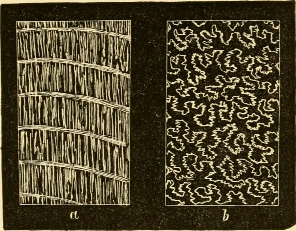 An illustration from Evenings at the microscope : or, Researches among the minuter organs and forms of animal life, 1884, leaf 54