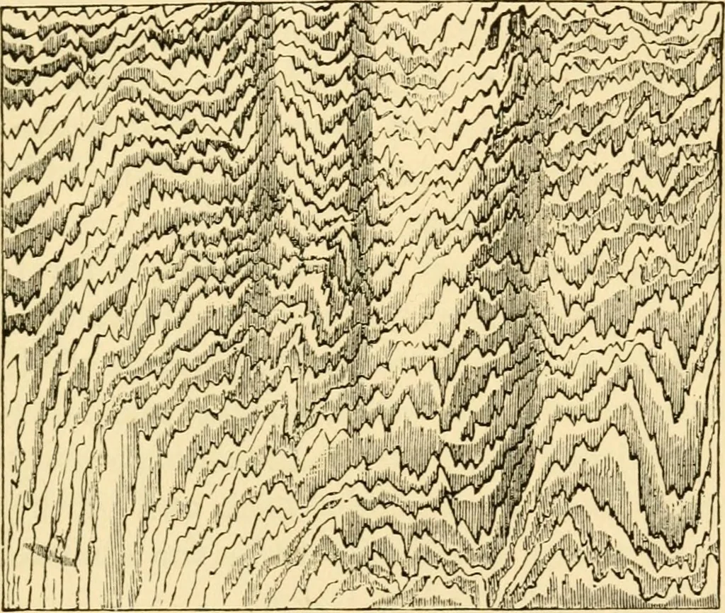 An illustration from Evenings at the microscope : or, Researches among the minuter organs and forms of animal life, 1884, leaf 56