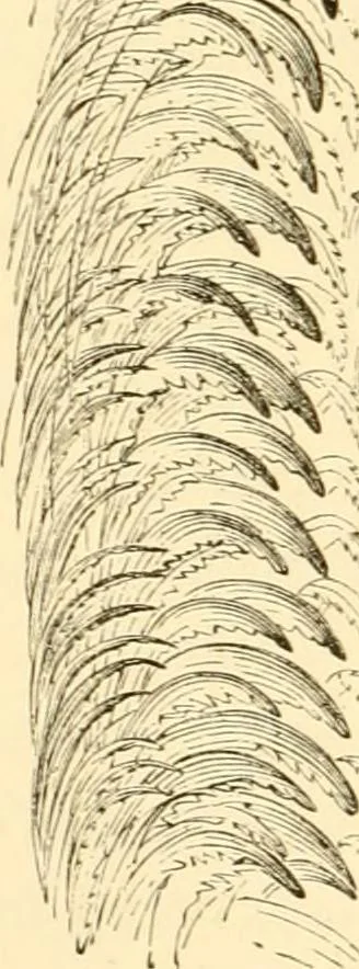 An illustration from Evenings at the microscope : or, Researches among the minuter organs and forms of animal life, 1884, leaf 61