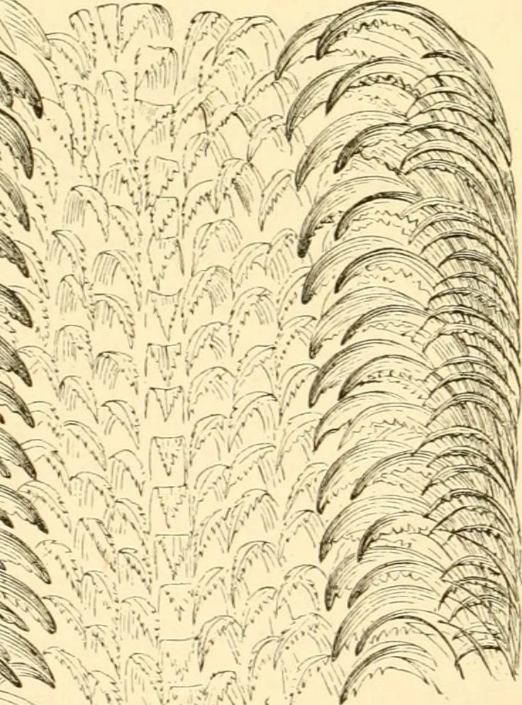 An illustration from Evenings at the microscope : or, Researches among the minuter organs and forms of animal life, 1884, leaf 61