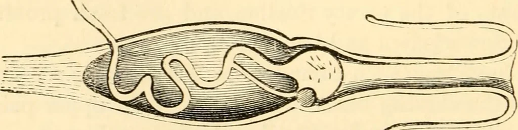 An illustration from Evenings at the microscope : or, Researches among the minuter organs and forms of animal life, 1884, leaf 67