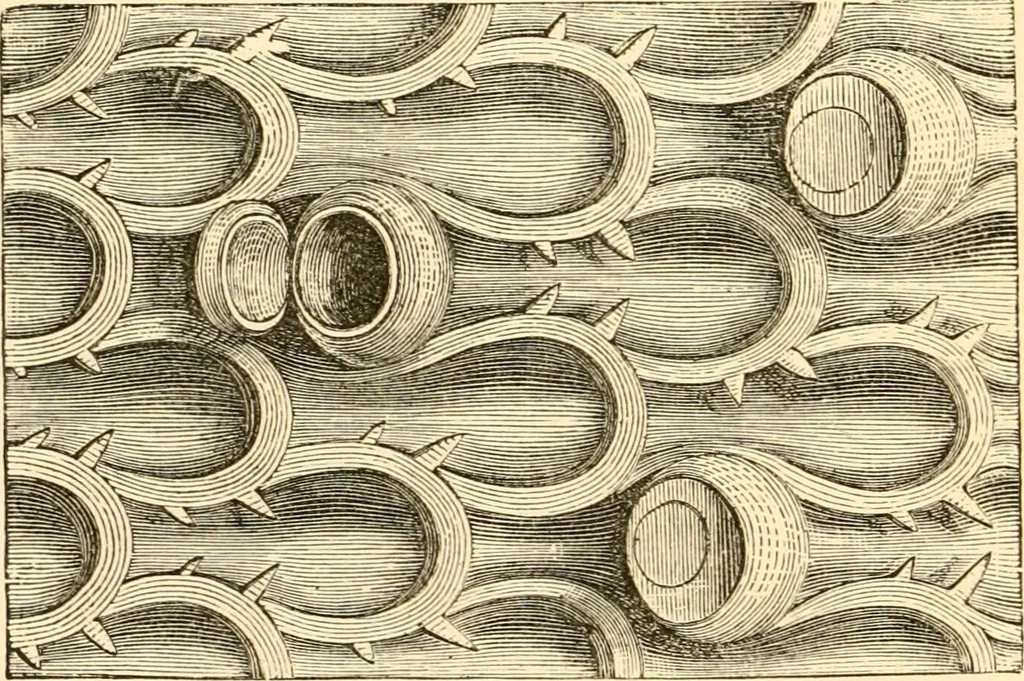 An illustration from Evenings at the microscope : or, Researches among the minuter organs and forms of animal life, 1884, leaf 75