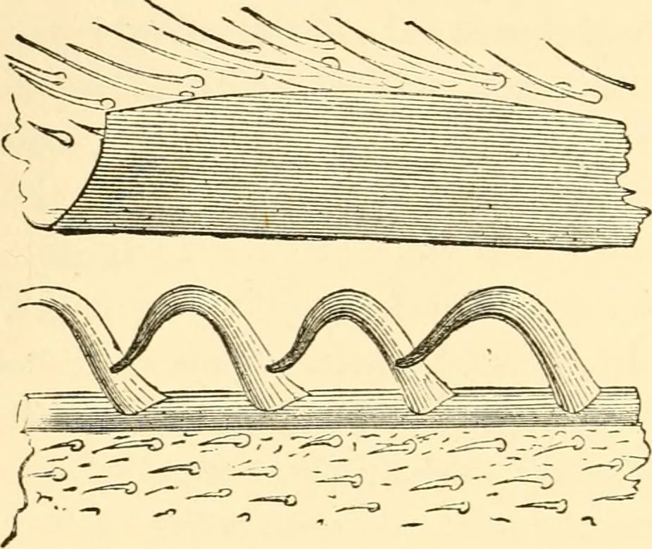 An illustration from Evenings at the microscope : or, Researches among the minuter organs and forms of animal life, 1884, leaf 87