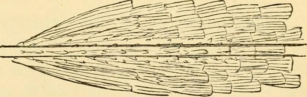 An illustration from Evenings at the microscope : or, Researches among the minuter organs and forms of animal life, 1884, leaf 88