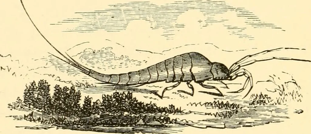 An illustration from Evenings at the microscope : or, Researches among the minuter organs and forms of animal life, 1884, leaf 89