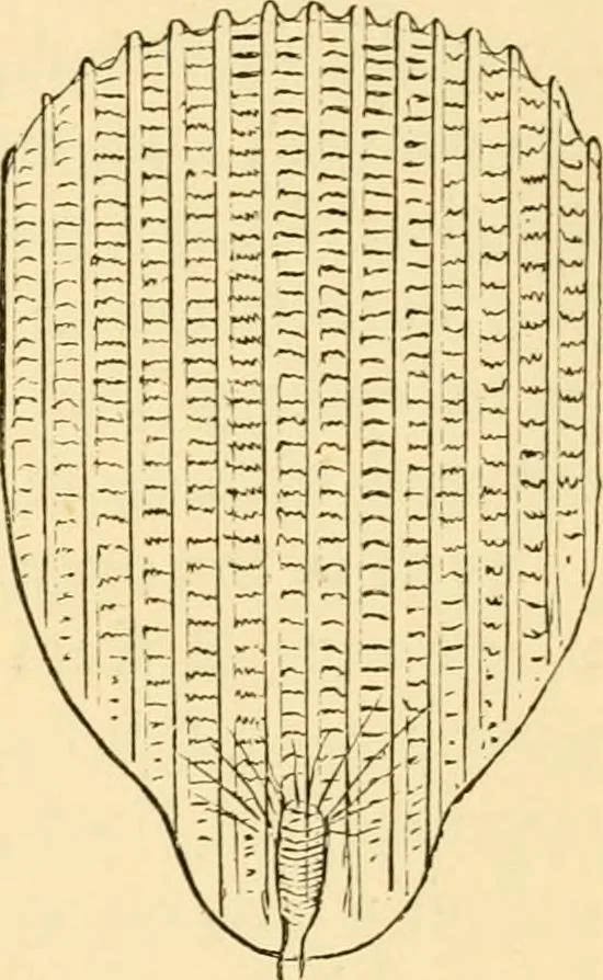 An illustration from Evenings at the microscope : or, Researches among the minuter organs and forms of animal life, 1884, leaf 90