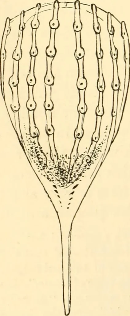 An illustration from Evenings at the microscope : or, Researches among the minuter organs and forms of animal life, 1884, leaf 93