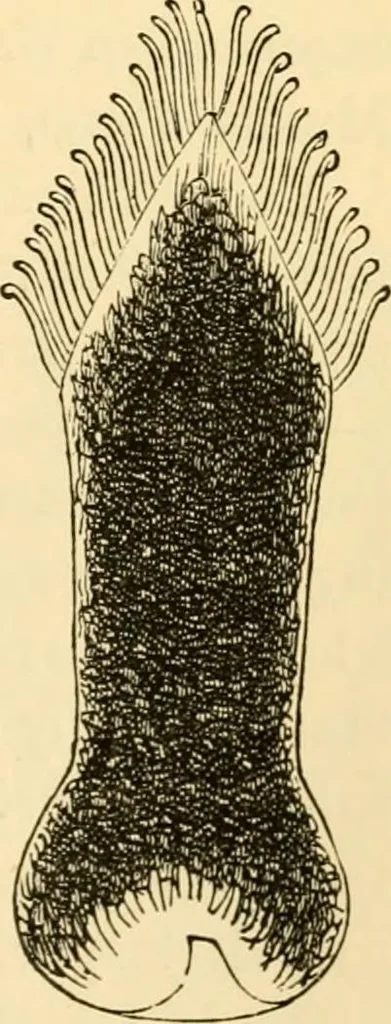 An illustration from Evenings at the microscope : or, Researches among the minuter organs and forms of animal life, 1884, leaf 94