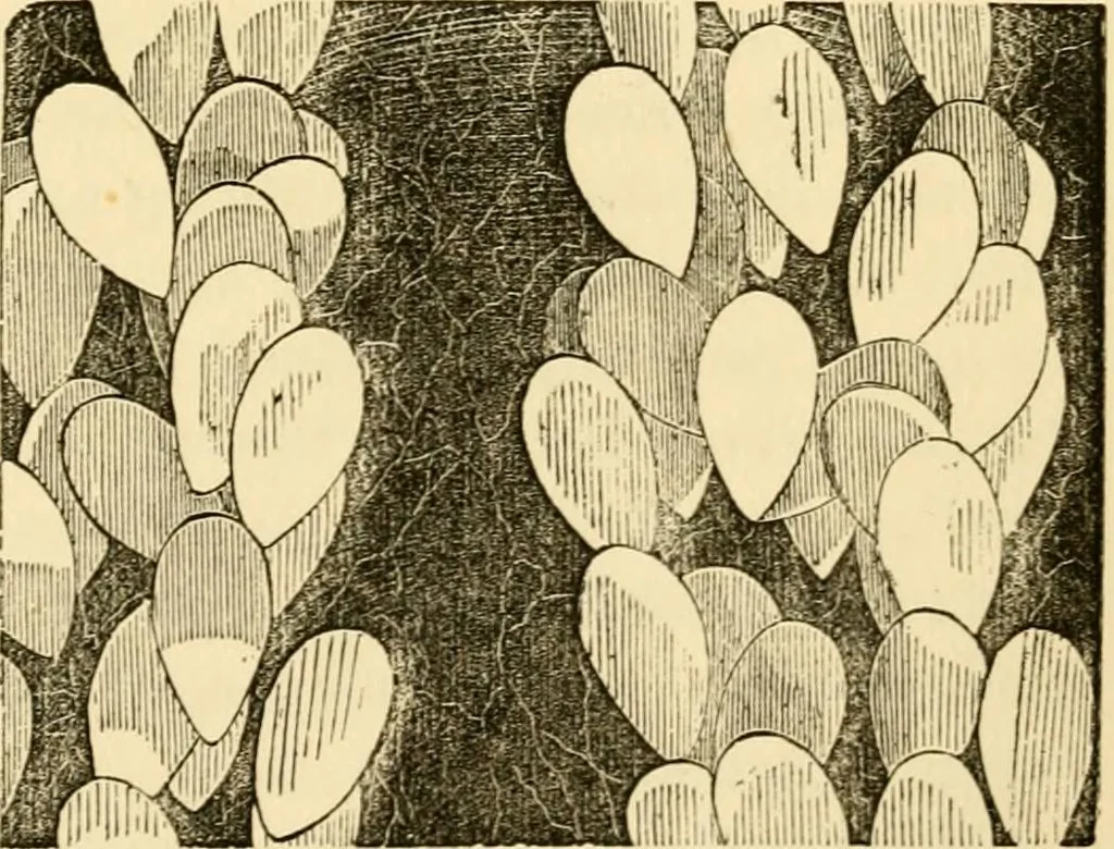 An illustration from Evenings at the microscope : or, Researches among the minuter organs and forms of animal life, 1884, leaf 96