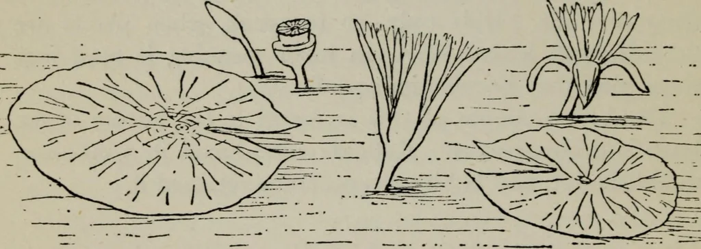An illustration from Evolution in art : as illustrated by the life-histories of designs, 1902, leaf 157