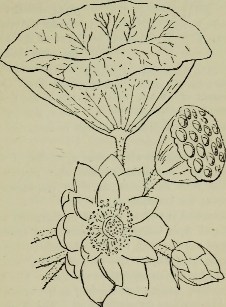 An illustration from Evolution in art : as illustrated by the life-histories of designs, 1902, leaf 158