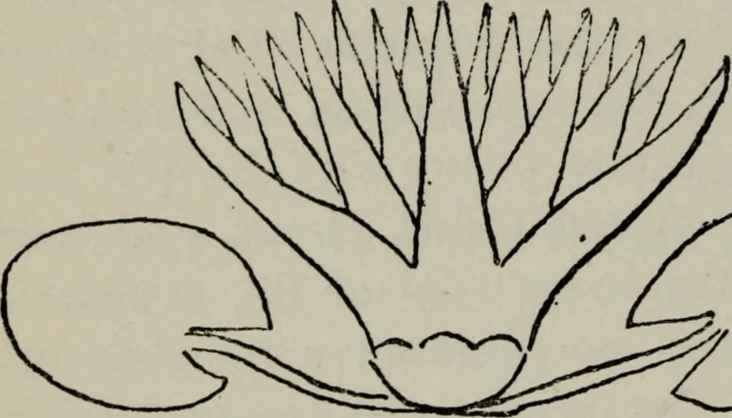 An illustration from Evolution in art : as illustrated by the life-histories of designs, 1902, leaf 161