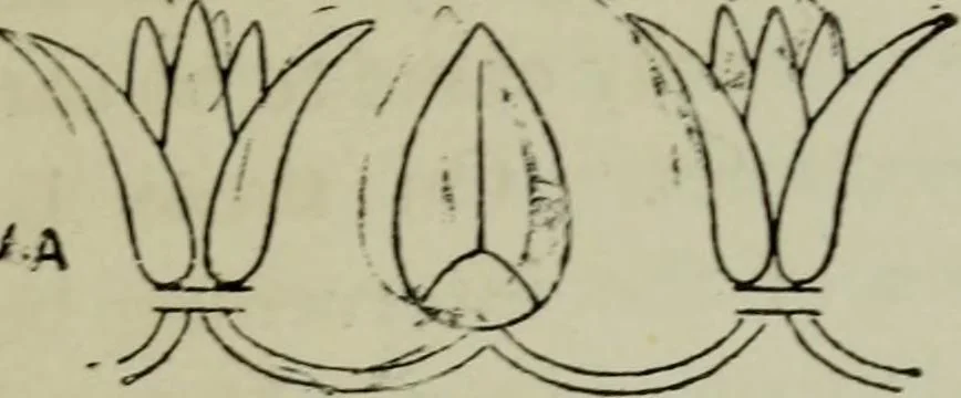 An illustration from Evolution in art : as illustrated by the life-histories of designs, 1902, leaf 184