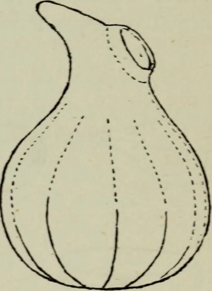 An illustration from Evolution in art : as illustrated by the life-histories of designs, 1902, leaf 212