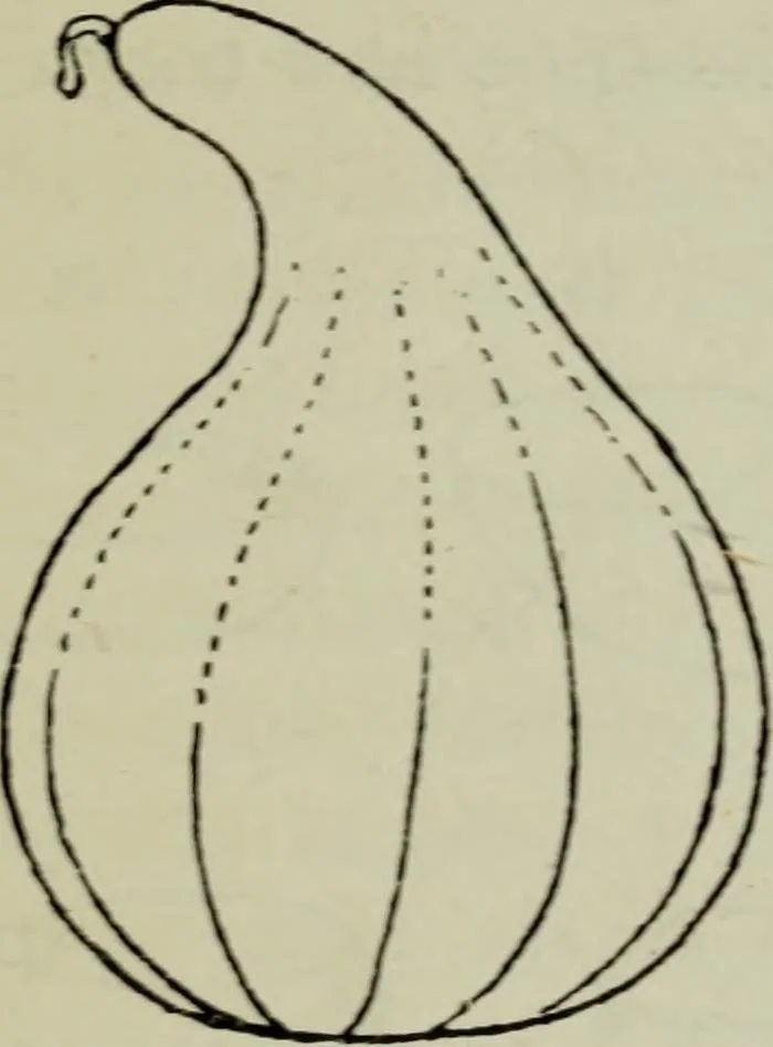 An illustration from Evolution in art : as illustrated by the life-histories of designs, 1902, leaf 212
