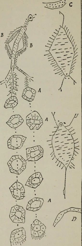 An illustration from Evolution in art : as illustrated by the life-histories of designs, 1902, leaf 265