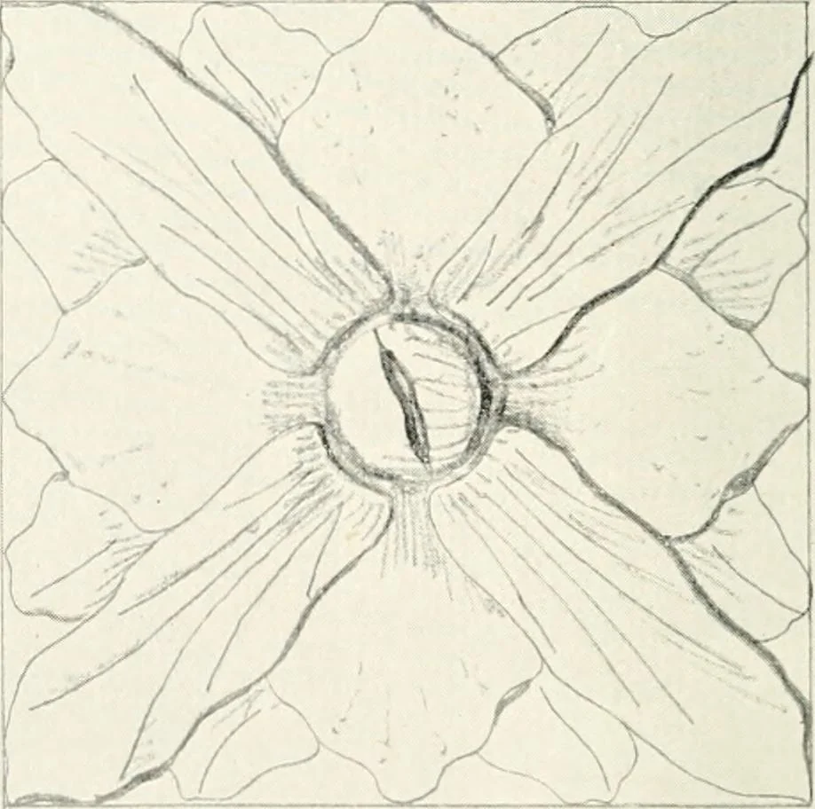 An illustration from The evolution of architectural ornament, 1913, leaf 200