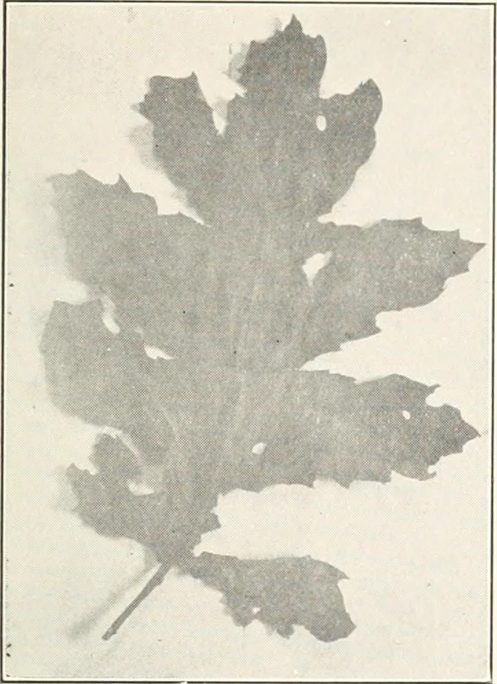 An illustration from The evolution of architectural ornament, 1913, leaf 45