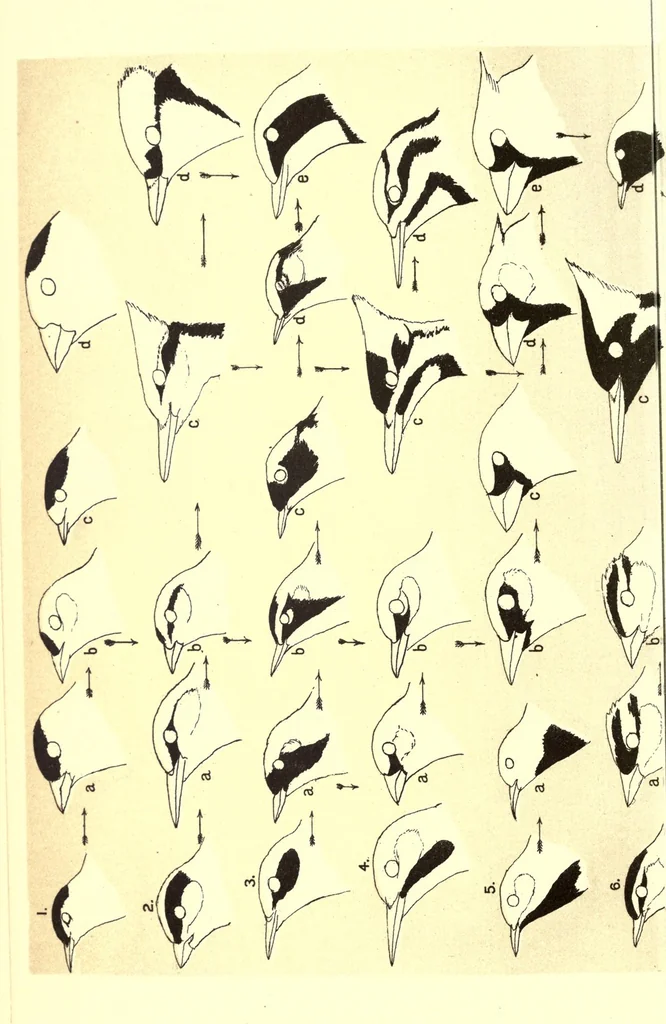 An illustration from Evolution of the colors of North American Land Birds, 1893, leaf 390