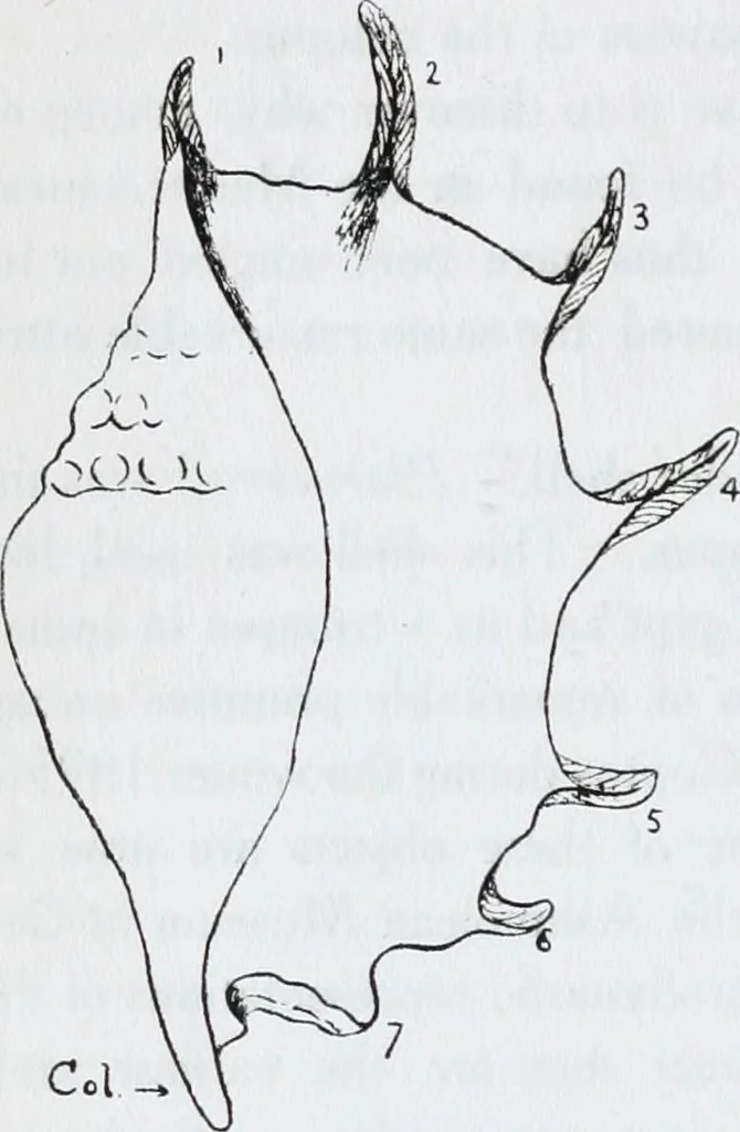 An illustration from The evolution of the dragon, 1919, leaf 232