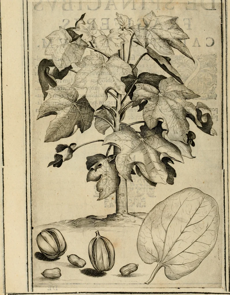 An illustration from Exactissima descriptio rariorum quarundam plantarum, que continentur Rome in Horto Farnesiano, 1625, leaf 101