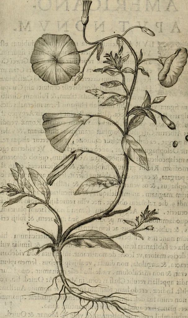 An illustration from Exactissima descriptio rariorum quarundam plantarum, que continentur Rome in Horto Farnesiano, 1625, leaf 103