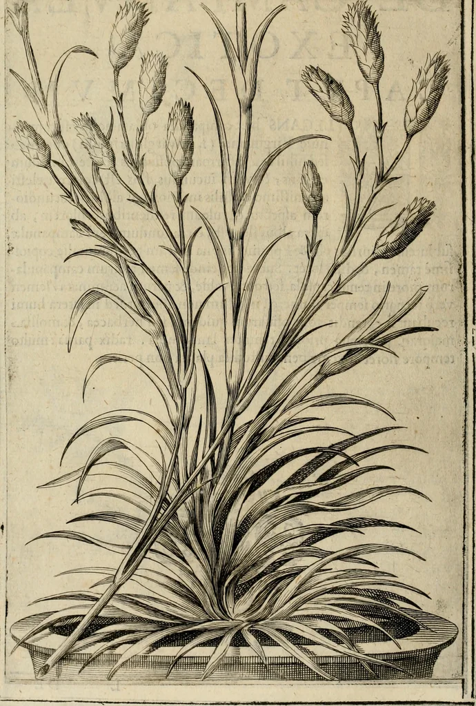 An illustration from Exactissima descriptio rariorum quarundam plantarum, que continentur Rome in Horto Farnesiano, 1625, leaf 105