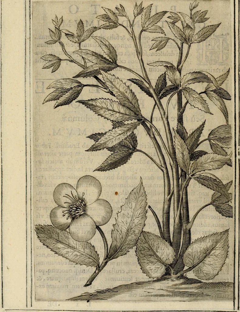 An illustration from Exactissima descriptio rariorum quarundam plantarum, que continentur Rome in Horto Farnesiano, 1625, leaf 107