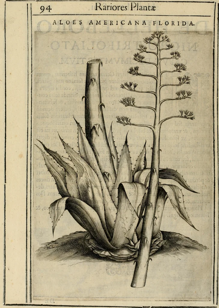 An illustration from Exactissima descriptio rariorum quarundam plantarum, que continentur Rome in Horto Farnesiano, 1625, leaf 109