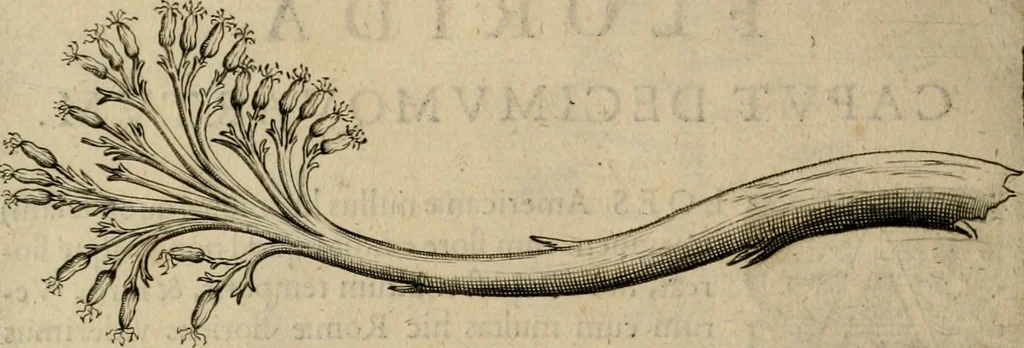 An illustration from Exactissima descriptio rariorum quarundam plantarum, que continentur Rome in Horto Farnesiano, 1625, leaf 111
