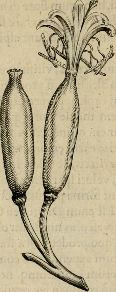 An illustration from Exactissima descriptio rariorum quarundam plantarum, que continentur Rome in Horto Farnesiano, 1625, leaf 111