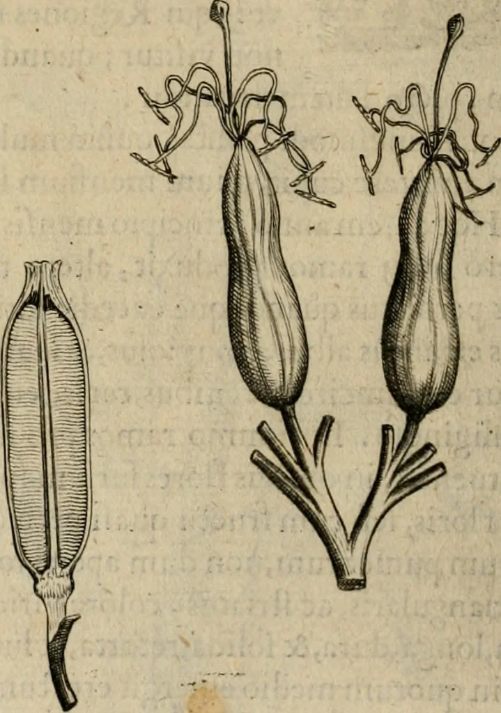 An illustration from Exactissima descriptio rariorum quarundam plantarum, que continentur Rome in Horto Farnesiano, 1625, leaf 111